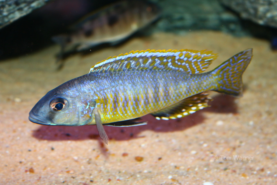 Stigmatochromis pleurospilus